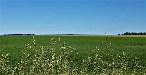 Prairie: North Dakota 2019